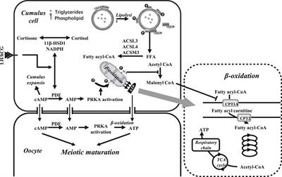 Lipid Metabolic Process Involved in Oocyte Maturation During Folliculogenesis